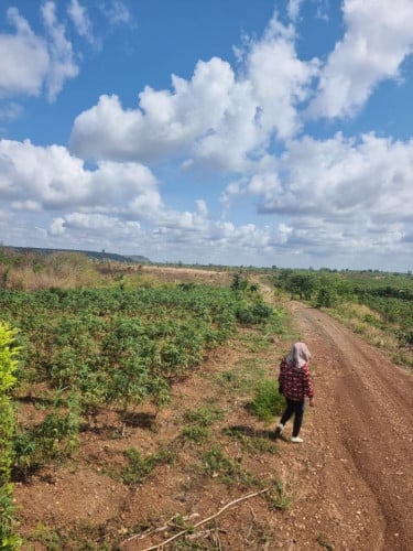 ដីចម្ការលក់