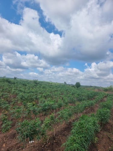 ដីចម្ការលក់