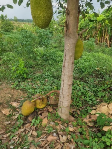 ដីចម្ការលក់