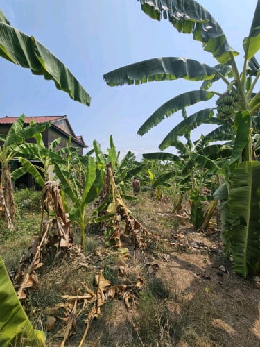 ដីជាប់ទន្លេលក់