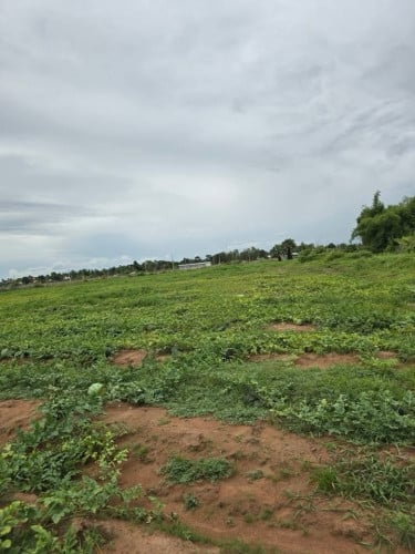 ដីដាក់លក់ (ក្បែរផ្លូវ1440)