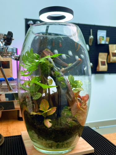 Terrarium