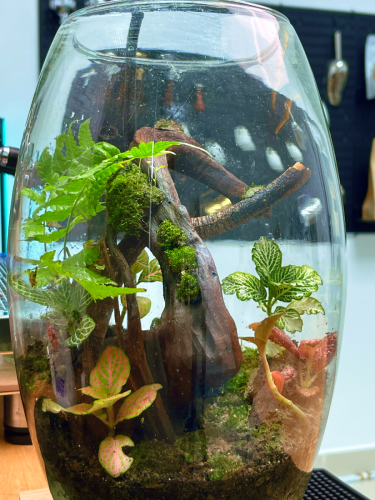 Terrarium