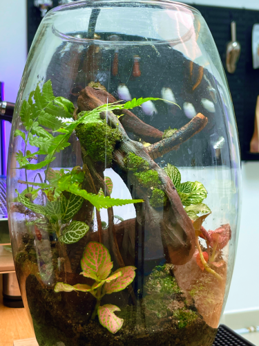 Terrarium