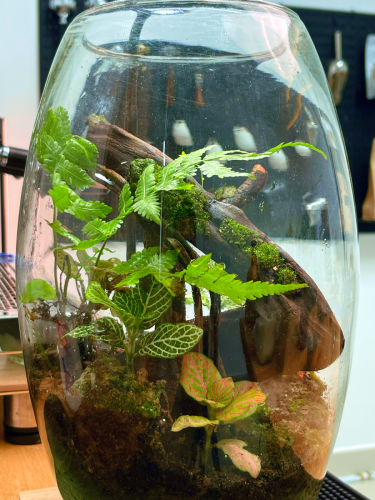 Terrarium