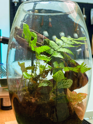 Terrarium