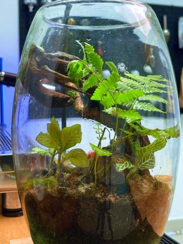 Terrarium