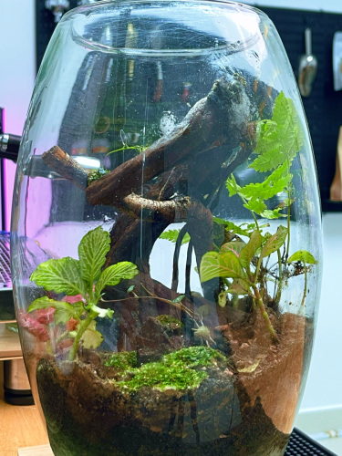 Terrarium