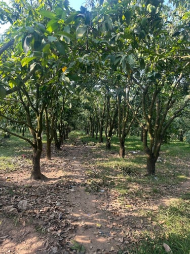 ដីលក់ព្រែកអំពិល ទំហំ 17m x 100m