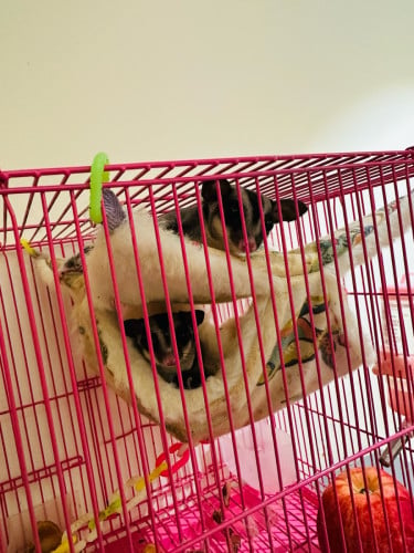 I'm selling a pair of sugar squid in their cage