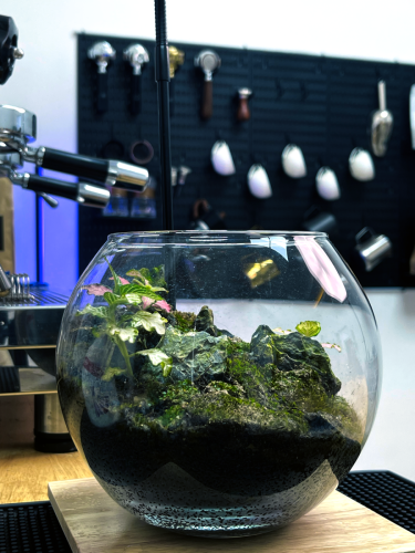 Real plants terrarium