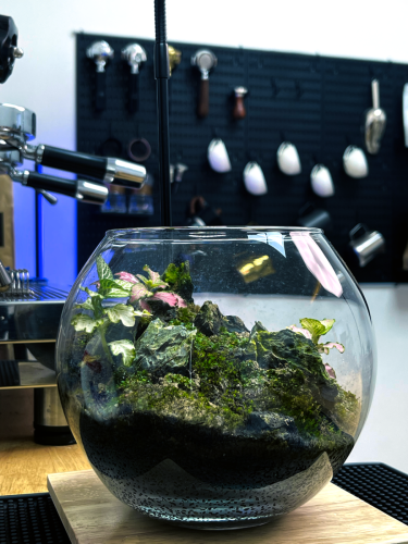 Real plants terrarium