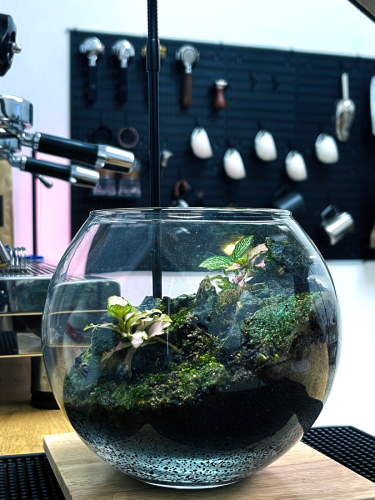 Real plants terrarium