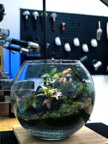 Real plants terrarium