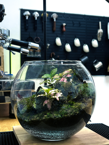 Real plants terrarium