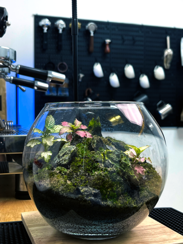 Real plants terrarium