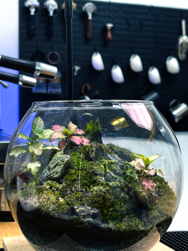 Real plants terrarium