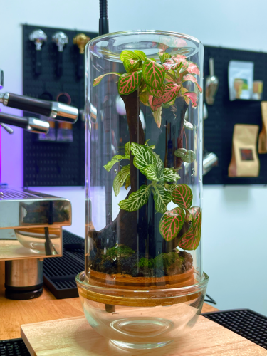 Terrarium