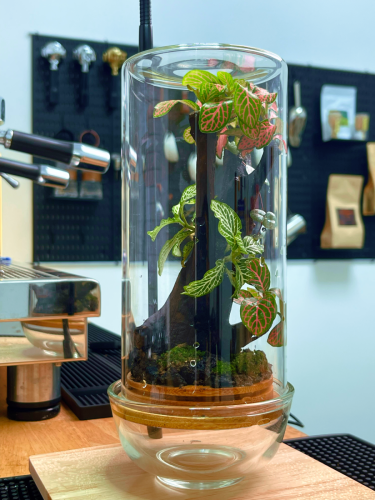Terrarium