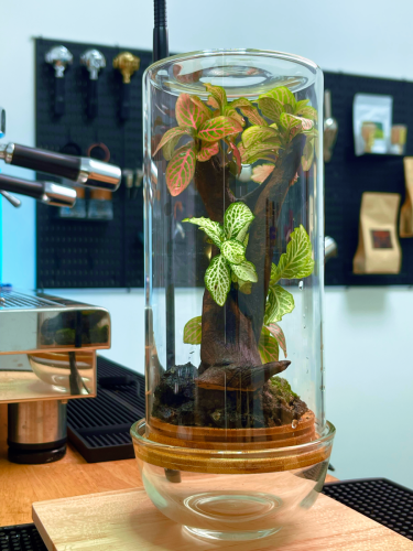 Terrarium