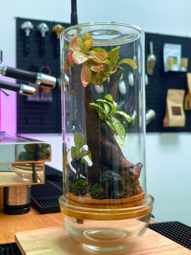 Terrarium