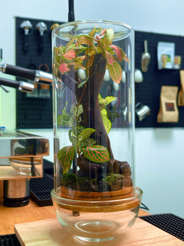 Terrarium