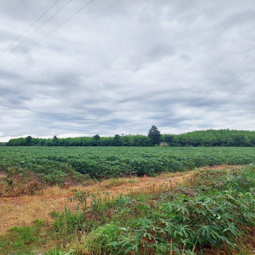 ដីសម្រាប់លក់​ l Land For Sale