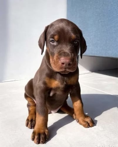 I have 4 puppies all are female ( Doberman ) for sell បងប្អូនអាចសាកសួរបាន