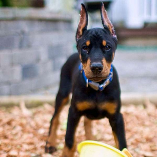 I have 4 puppies all are female ( Doberman ) for sell បងប្អូនអាចសាកសួរបាន