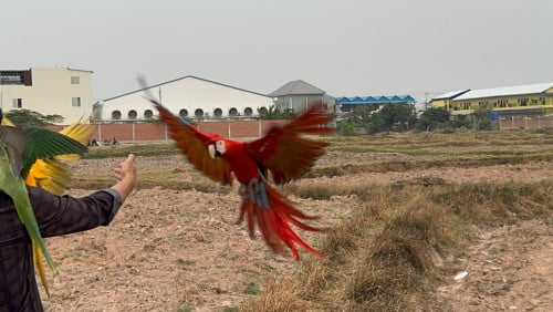 Scarlet Macaw