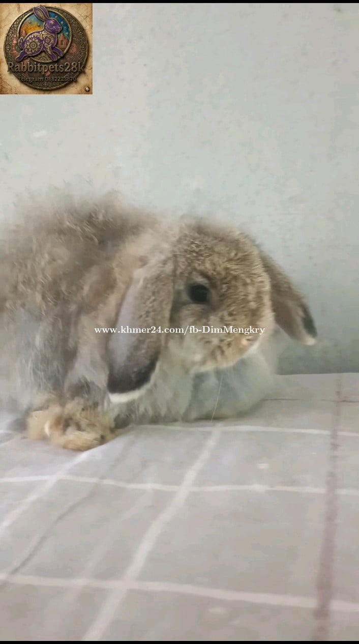 ទន្សាយពូជ ត្រចៀកធ្លាក់
