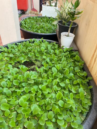 មានលក់ចកជប៉ុនល្អៗ