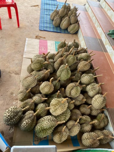 ម៉ូយមកកាត់ដល់ចំការតែម្ដង ហេងហេងៗបង លេខហុងស៊ុយទៀតម៉ោងបាញ់លុយនិងទឹកលុយដូចគ្នាទៀត ធុរេនឪខាក់កំពត ផ្អែម