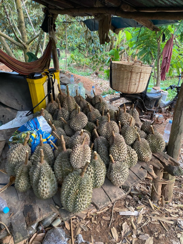 ម៉ូយមកកាត់ដល់ចំការតែម្ដង ហេងហេងៗបង លេខហុងស៊ុយទៀតម៉ោងបាញ់លុយនិងទឹកលុយដូចគ្នាទៀត ធុរេនឪខាក់កំពត ផ្អែម