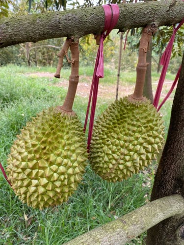 រុរេន មូសាងឃីង