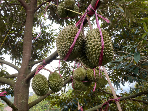 រុរេន មូសាងឃីង