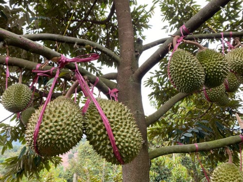 រុរេន មូសាងឃីង