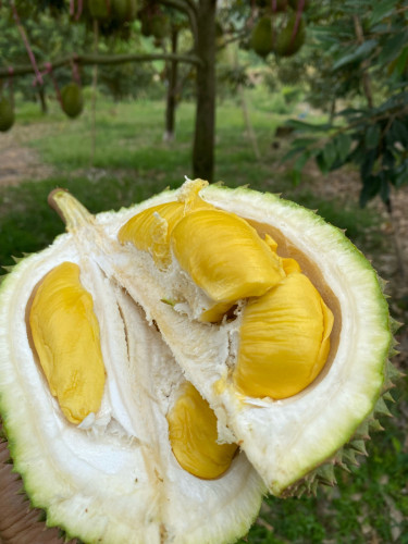 រុរេន មូសាងឃីង