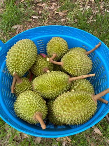 រុរេន មូសាងឃីង