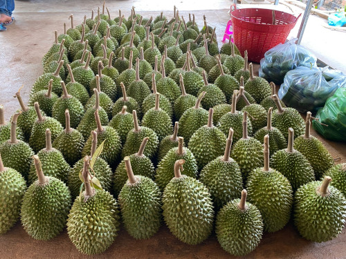 រុរេន មូសាងឃីង