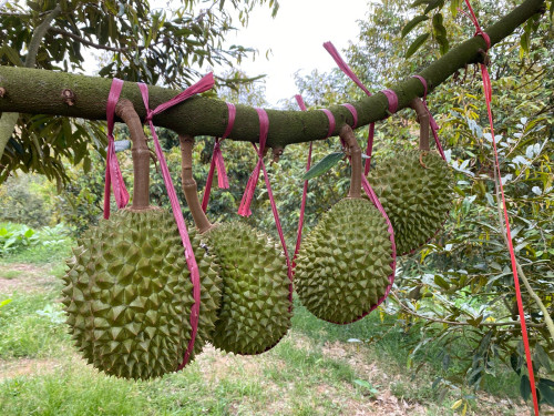 រុរេន មូសាងឃីង
