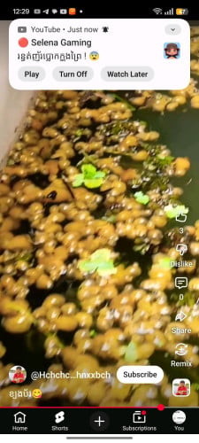 លក់ខ្យងប័រ
