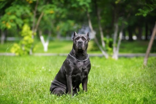 សួស្តីបងៗ មានកូន Cane Corso ញី2ចង់បញ្ចេញ បងៗចង់បានទាក់ទងបាន កូនក្នុងស្រុក