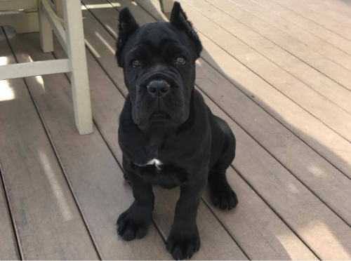 សួស្តីបងៗ មានកូន Cane Corso ញី2ចង់បញ្ចេញ បងៗចង់បានទាក់ទងបាន កូនក្នុងស្រុក