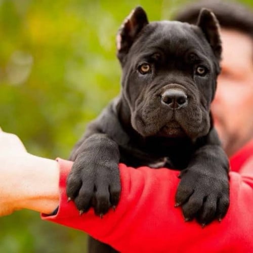 សួស្តីបងៗ មានកូន Cane Corso ញី2ចង់បញ្ចេញ បងៗចង់បានទាក់ទងបាន កូនក្នុងស្រុក