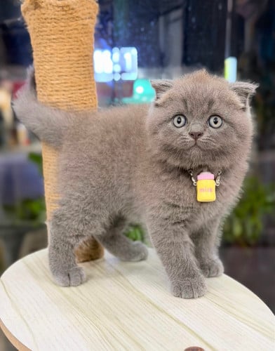 British shorthair ( instore)