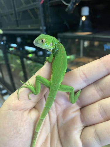 Iguana រឺ បង្គួយយក្ស ជាសត្វតាំងលម្អ និង ជាសត្វចិញ្ចឹម មានច្រើនពណ៍តាម តម្លៃចាប់ពី 35$ ឡើង