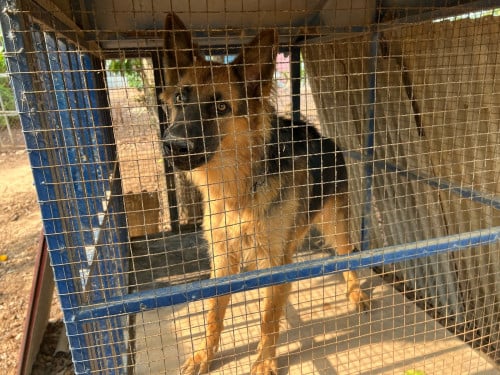 Male German Shepherd
