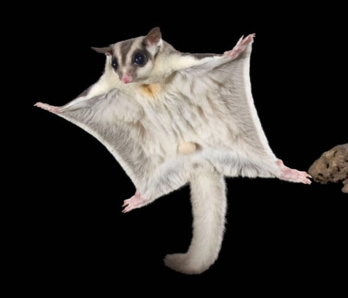 Sugar glider មានក្នុងស្តុកបងៗ តម្លៃតាមពណ៍ ចាប់ពី30$ ឡើង