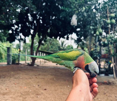 សេកសកញី​ ពេញវ័យ​